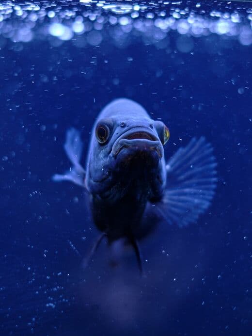 ओमान एक्वेरियम