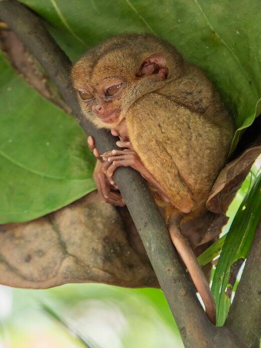 Philippinisches Koboldmaki-Schutzgebiet
