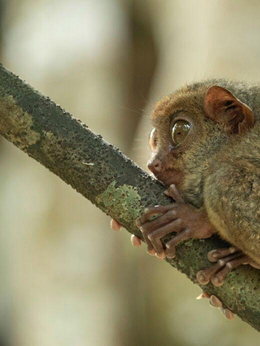 फिलीपींस