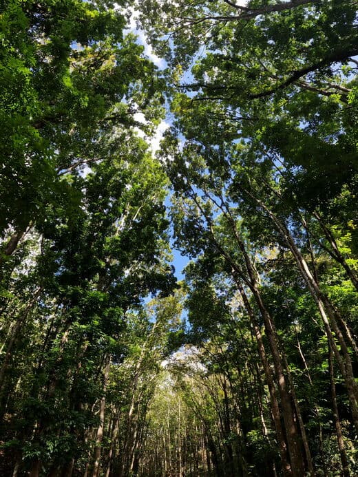 Bosque Artificial de Bilar