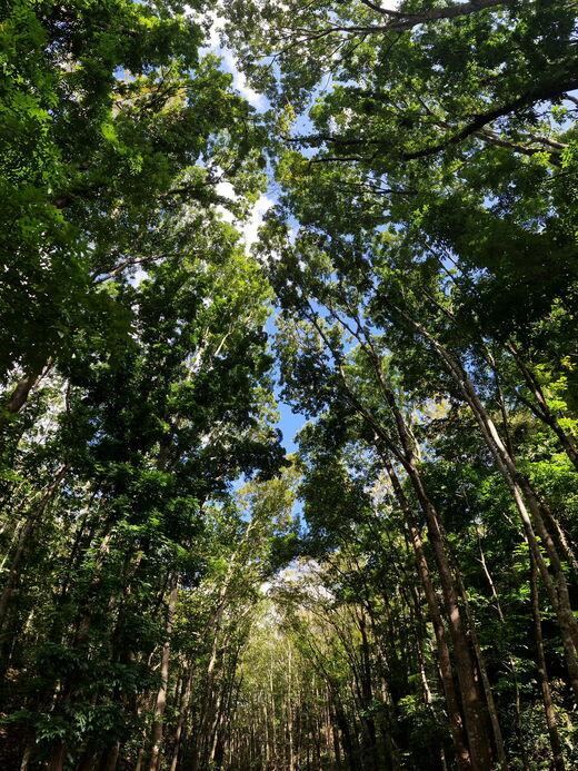 Bilar Man-Made Forest