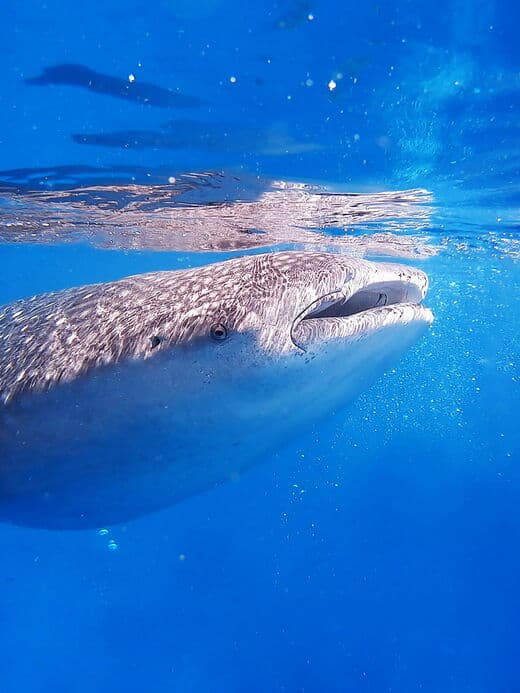 Avistamiento de Tiburones Ballena en Oslob