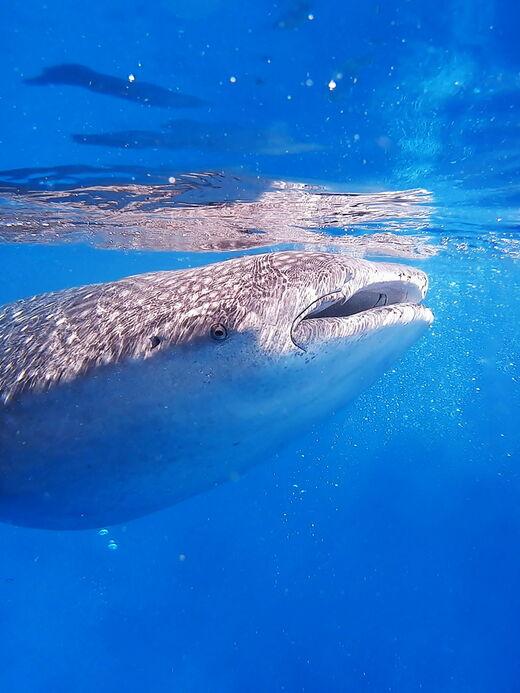 Walhai-Beobachtung in Oslob