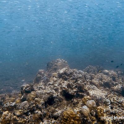 Cardumen de sardinas de Moalboal