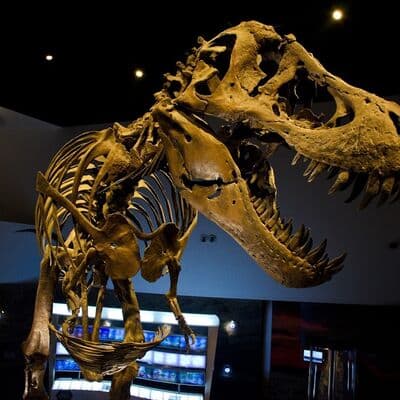 El Museo de la Mente