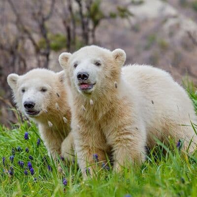 Safari Park Gelendzhik