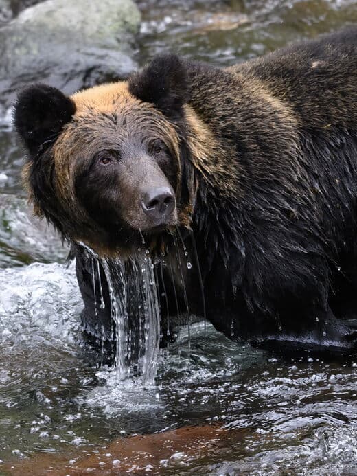 Zoológico de Moscú
