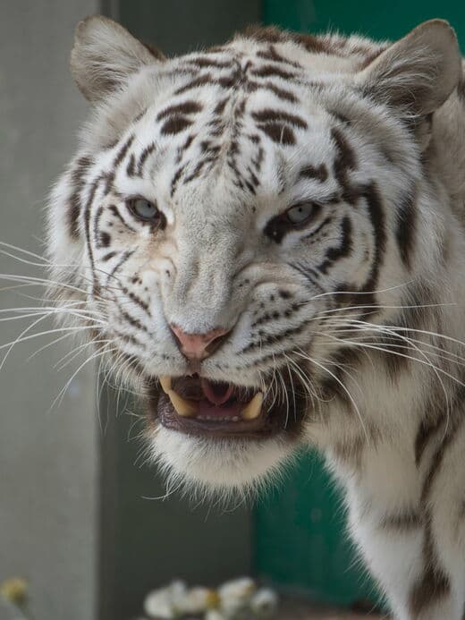 Zoológico de Novosibirsk