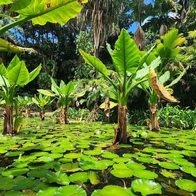 Jardin Botanico Nacional de Seychelles