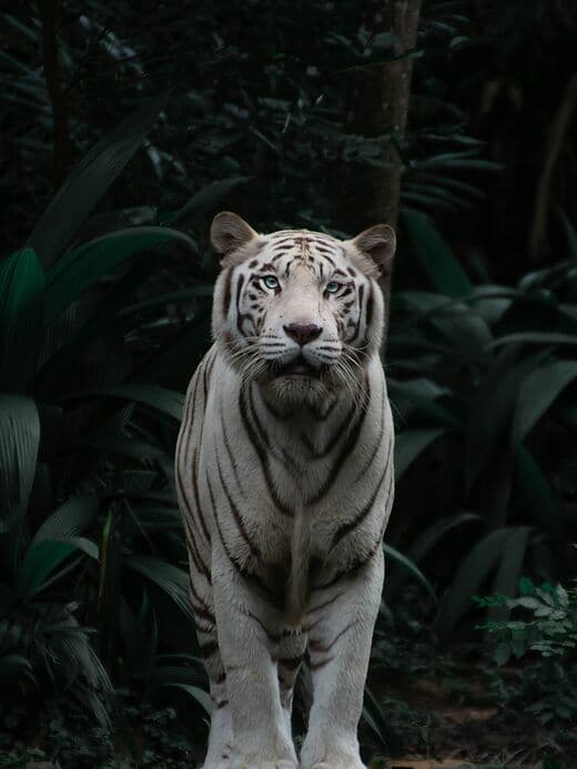 Zoológico de Singapur