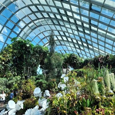 クラウドフォレスト