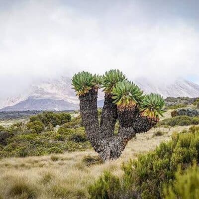 Kilimanjaro