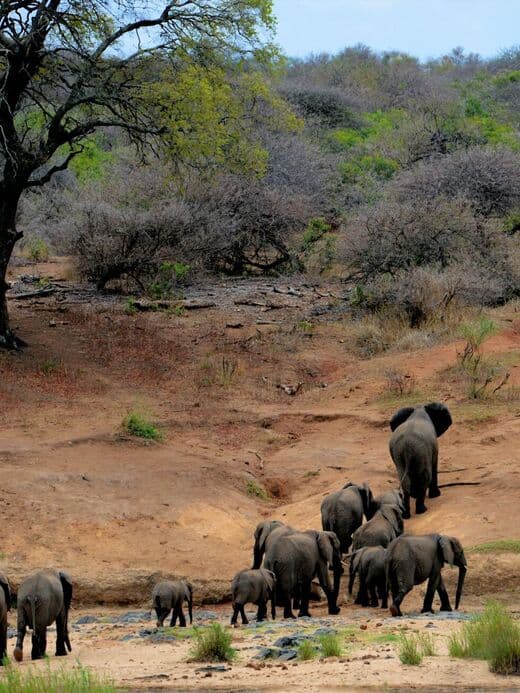 Manadas de Elefantes de Tarangire