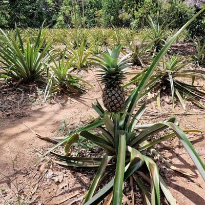 Tours de Especias de Zanzibar