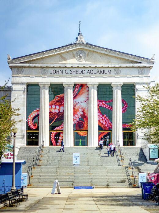 أكواريوم شيد