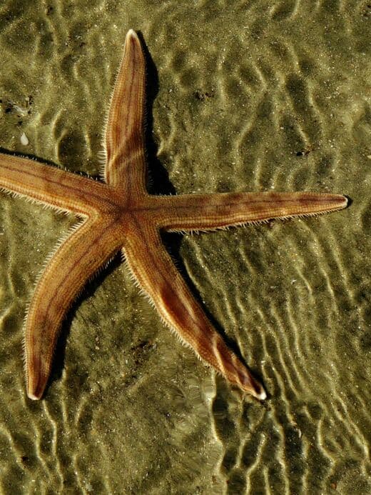 Playa de las Estrellas de Mar