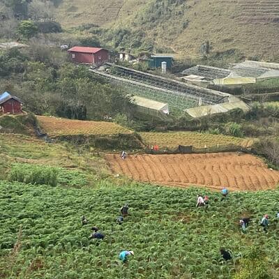 Terrazas de Arroz de Sapa