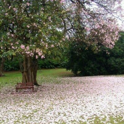 Jardín Botánico de Durban