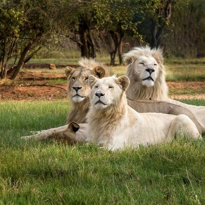Parque de Leones y Safari