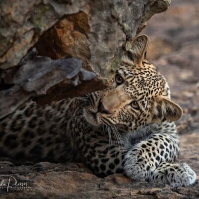 Safari Nocturno en Kruger