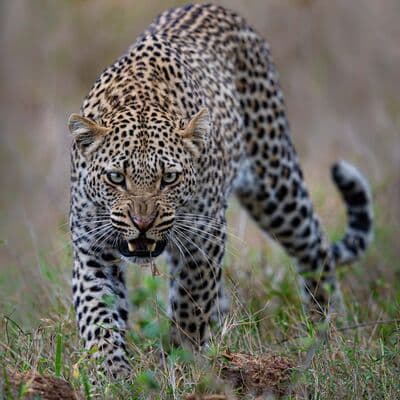 Safari de los Cinco Grandes