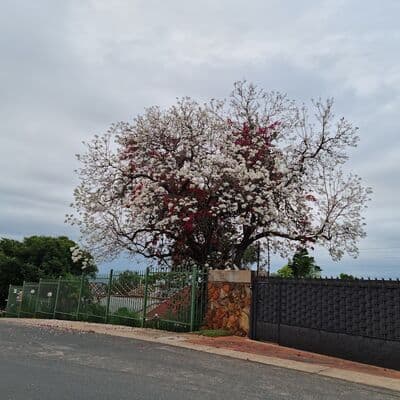 Árboles de Jacarandá de Pretoria