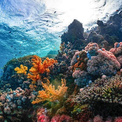 Gran Barrera de Coral